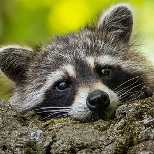 Meet your Posher, Jack